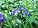 rośliny ogrodowe - Kosaciec różnobarwny DARK AURA Irys Iris versicolor /C2 *K1