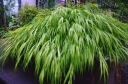 sklep ogrodniczy - Hakonechloa macra BENI KAZE /C2