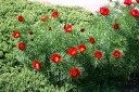 rośliny ogrodowe -  Piwonia delikatna (wąskolistna) Paeonia tenuifolia /P11