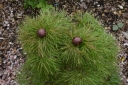 sklep ogrodniczy - Piwonia delikatna (wąskolistna) Paeonia tenuifolia /P11