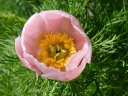 sklep ogrodniczy -  Piwonia delikatna (wąskolistna) ROSEA Paeonia tenuifolia /C3