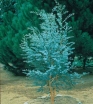 sadzonki  Eukaliptus górski Eucaliptus gunni E.niebieski - drzewko C2/Pa40(60)cm *K8