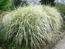 rośliny ogrodowe -  Miskant chiński VARIEGATUS Miscanthus sinensis /C3