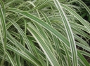 rośliny ogrodowe - Miskant chiński VARIEGATUS Miscanthus sinensis /C3