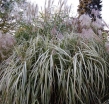 rośliny ozdobne - Miskant chiński VARIEGATUS Miscanthus sinensis /C3