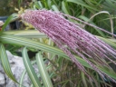 rośliny ogrodowe - Miskant chiński VARIEGATUS Miscanthus sinensis /C3