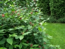 sklep ogrodniczy - Kielichowiec wonny Calycanthus floridus C2/40-60cm *K18