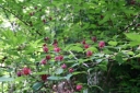 sadzonki - Kielichowiec wonny Calycanthus floridus C2/40-60cm *K18