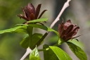 rośliny ozdobne - Kielichowiec wonny Calycanthus floridus C2/40-60cm *K18