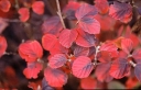 sklep ogrodniczy - Fotergilla Gardena HAROLD EPSTEIN Fothergilla gardenii C2/20-30cm *24