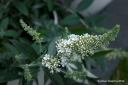 rośliny ogrodowe - Budleja karłowa BLOOMTASTIC DREAMING WHITE 'Hinebud3' Buddleja C3