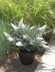 rośliny ogrodowe - Budleja karłowa BLOOMTASTIC DREAMING WHITE 'Hinebud3' Buddleja C3