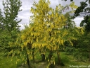 sklep ogrodniczy - Złotokap złocisty Laburnum anagyroides C5/1,8m *PACZ