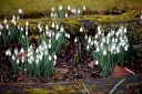 rośliny ogrodowe - Śnieżyczka Przebiśnieg (Galanthus Nivalis)10 SZT.