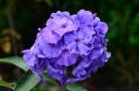 sadzonki -  Płomyk wiechowaty BLUE PARADISE Phlox paniculata Floks /C2 *16