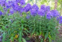 rośliny ozdobne - Płomyk wiechowaty BLUE PARADISE Phlox paniculata Floks /C2 *16