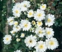 rośliny ozdobne -  Zawilec japoński HONORINE JOBERT Anemone japonica /C2,5