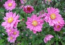 sadzonki -  Zawilec japoński PAMINA Anemone hupehensis /C5