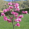 sklep ogrodniczy - Magnolia x PURPLE SENSATION (Lanarth x Nigra)
