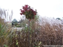 sklep ogrodniczy - Kalina koreańska na PNIU Viburnum carlesii C5/Pa60(100)cm *P
