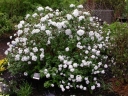 sklep ogrodniczy - Kalina koreańska Viburnum carlesii P9/30-40cm