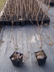 rośliny ozdobne - Kalina koreańska Viburnum carlesii P9/30-40cm