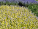 sklep ogrodniczy - Barbula szara SUNSHINE BLUE Caryopteris incana /C10