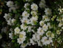 sklep ogrodniczy - Clematis GUERNSEY CREAM Powojnik wielkokwiatowy /C2 *T31 *T32