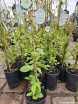 sadzonki - Clematis GUERNSEY CREAM Powojnik wielkokwiatowy /C2 *T31 *T32