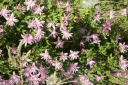 rośliny ozdobne - Clematis MARKHAMS PINK Powojnik botaniczny /C2