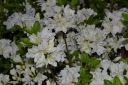 rośliny ozdobne - Azalia zimozielona DOROTA Rhododendron C4/30-50cm *K12