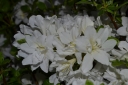 sadzonki - Azalia zimozielona DOROTA Rhododendron C4/30-50cm *K12