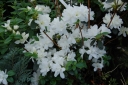 sadzonki - Azalia zimozielona DOROTA Rhododendron C4/30-50cm *K12