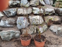 rośliny ogrodowe - Azalia zimozielona DOROTA Rhododendron C4/30-50cm *K12