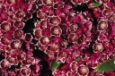 rośliny ozdobne -  Kalmia szerokolistna KALEIDOSCOPE Kalmia latifolia P15/20-30CM