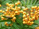 rośliny ogrodowe - Jarząb kolumnowy AUTUMN SPIRE 'Flanrock' Sorbus C5/60-80cm *23