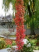 rośliny ozdobne - Jarząb kolumnowy AUTUMN SPIRE 'Flanrock' Sorbus C5/60-80cm *23
