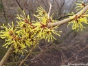 rośliny ozdobne -  Oczar PALLIDA Hamamelis x intermedia /P11