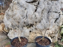rośliny ogrodowe - Oczar pomarańczowy JELENA Hamamelis x intermedia C5/40-60 *18