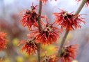 sklep ogrodniczy -  Oczar 'Feuerzauber' Hamamelis x intermedia C5/30-50 cm *19K