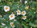 rośliny ogrodowe -  Stewartia monadelpha Stewarcja C3/120cm