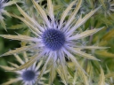 rośliny ozdobne -  Mikołajek Neptune's Gold Eryngium zabelli /C2