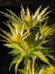 sadzonki - Mikołajek Neptune's Gold Eryngium zabelli /C2