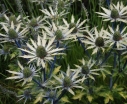rośliny ozdobne - Mikołajek Neptune's Gold Eryngium zabelli /C2