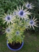 rośliny ozdobne - Mikołajek Neptune's Gold Eryngium zabelli /C2
