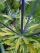 sklep ogrodniczy - Mikołajek Neptune's Gold Eryngium zabelli /C2