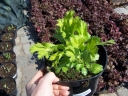 rośliny ogrodowe - Mikołajek Neptune's Gold Eryngium zabelli /C2
