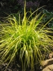 sklep ogrodniczy - Turzyca EVERILLO® Carex oshimensis /C2 *K4