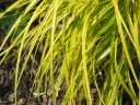 rośliny ozdobne - Turzyca EVERILLO® Carex oshimensis /C2 *K4