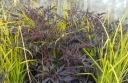 sklep ogrodniczy - Turzyca EVERILLO® Carex oshimensis /C2 *K4